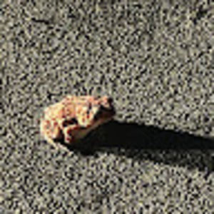 Meet your Posher, Lashonda